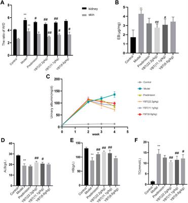 Yue-bi-tang attenuates adriamycin-induced nephropathy edema through decreasing renal microvascular permeability via inhibition of the Cav-1/ eNOS pathway